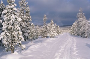 Snowy Ski Trail and Trees